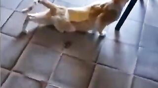 NK FUNNY PETS #44
