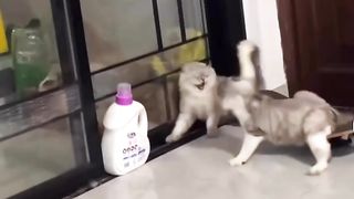 Cat fight funny video ???? #catfight #funnyvideo