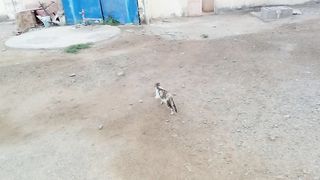 Wonderful stray cat