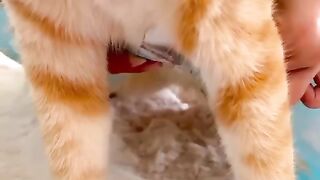 Cute cat
