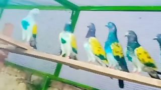 peogens