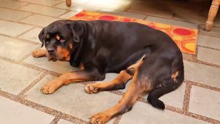 My_dog_is_in_a_mood_of_fun_|_Irritating_anshu_|_funny_dog_videos_|_Rottweiler_dog(720p)