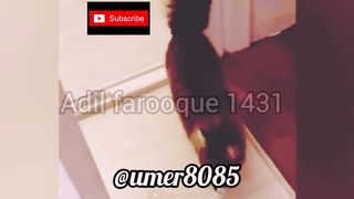 Funny animals cats dogs