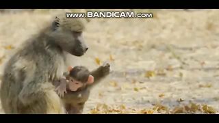 Animals 19-2-2023-1