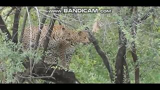 Animals 19-2-2023-2