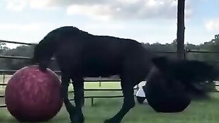 Black horse attractive