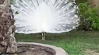 White gorgeous Peacock