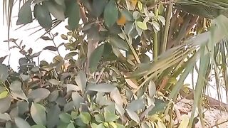 ???? plants ???? ????