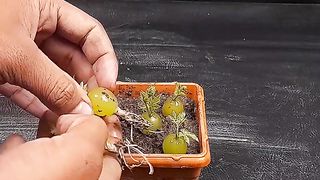 Food farming