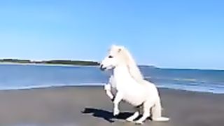 Amazing beautiful white horse and yellow peacock