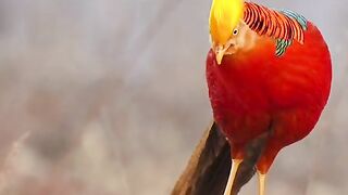 Burung merak