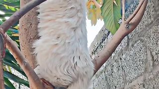 White Cat# funny acts on tree