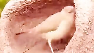 Beautiful Bird