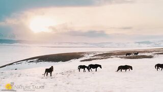 AMAZING HORSES with relax From Around the World Best Relax Music, Stress Relief. (1080p)