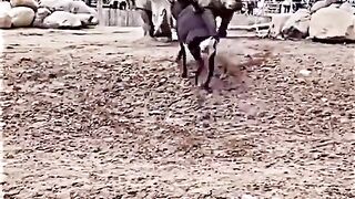 Animal