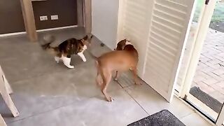 DOG AND CAT FIGHT KOIN HA FITAY
