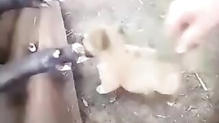 хороший  охранник вырастет)