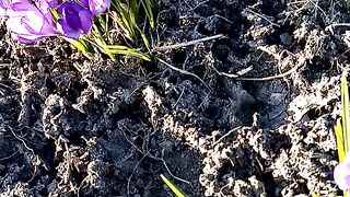 Прекрасное чудо природы ????