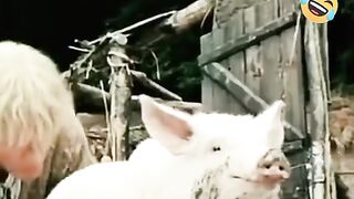 Весёлый порасенек