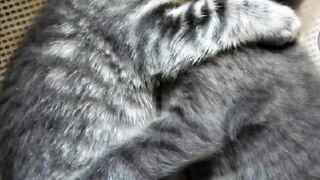 Котята,бро