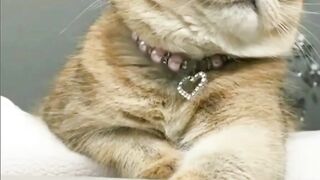 Супер кот