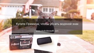 смешные кошки