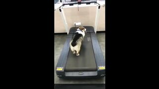 Funny animal videos #2.