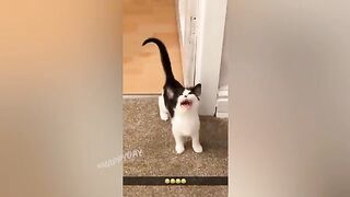 Ржал до слез приколы с животными