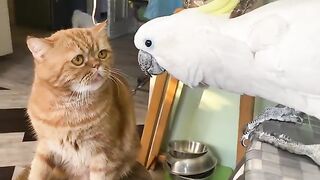 Говорящий попугай решил поговорить с котом. home zoo. ПРИКОЛЫ С ЖИВОТНЫМИ . Cute Parrots