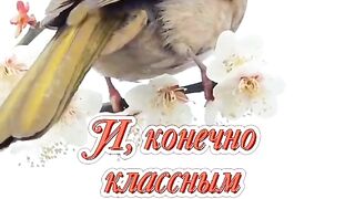Птици