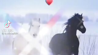 Horse love each other