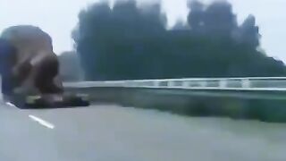 Самый большой лев