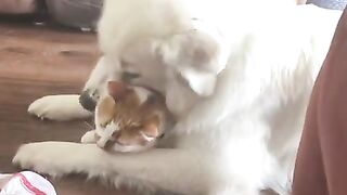 KIA HOR KASI HA YIH LOVE CAT WITH DOG