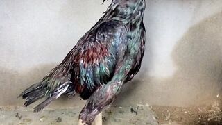 Tailia King in Molting