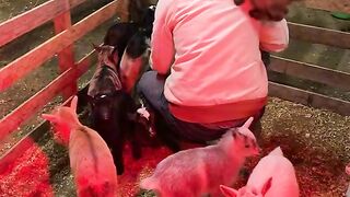 Goat kids Plying with man