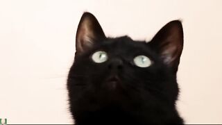 Cute little cat