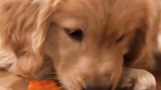 Puppy Eats Crunchy Carrot!