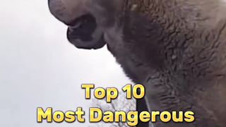 TOP 10 world's most Dangerous Dogs:- like, subscribe and comment.
