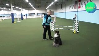 Dog Beautiful Fun