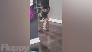 The Best DOG Videos of 2022! Hilarious Dogs Compilation!