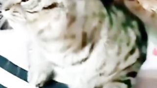 WHO IS THE WINNER CAT AND HINS WITH FIGJT
