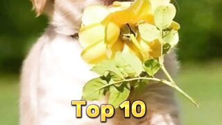 TOP 10 most beautiful dog breeds so adorable