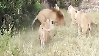 Real Lines Fighting