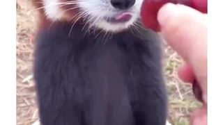 Aww... look at this So Cute little panda (like & share)