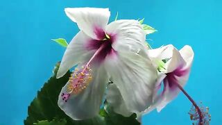 THE BEST GOOD MORNING MUSIC - Wake Up Happy - Positive Feelings and Energy -Morning Meditation Music