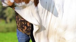 Mashaallah cow❤️