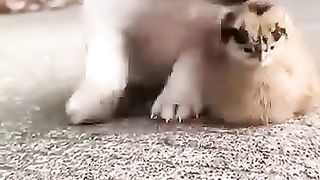 short Funny video dog.Cute kitten funny video-anak kucing meong meong.