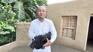 Black chicken black hen wonder full hen