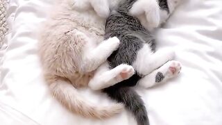 cute kitten