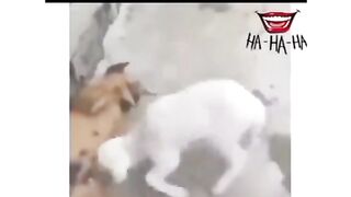 Dog is got
